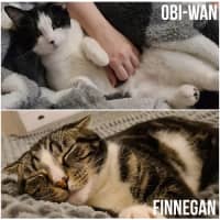 Photo of 11744/5   Obi Wan & Finnigan