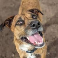 Photo of Goose 
