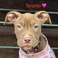 Photo of Taranto