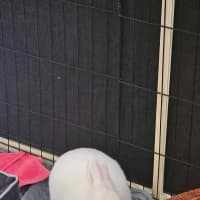 Photo of Fluffball Mc Gee