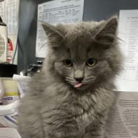 Photo of Pancake