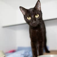 Photo of Honey
