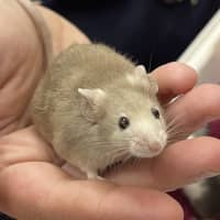 Photo of Feta