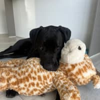 Photo of Tiny   1 Year Old Great Dane X Labrador (Trial)