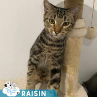 Photo of Raisin
