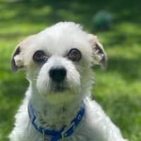 Photo of Ollie