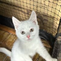 Photo of Ghost