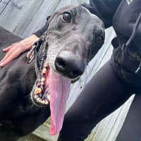 Photo of Muttley