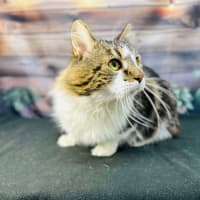 Photo of Coolio   Located In Preston