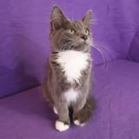 Photo of Javert