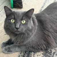 Photo of Mr Mittens