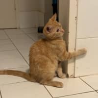 Photo of Zeus   Ringworm Special $49