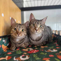 Photo of Poppy & Pepper