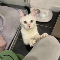 Photo of Kiwi 