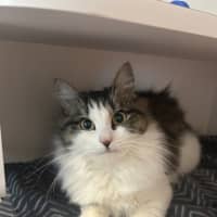 Photo of Nimbos