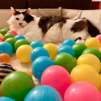 Photo of Beerus   In Foster Care In Northcote