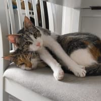 Photo of Purrcy