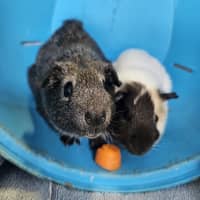 Photo of Penny