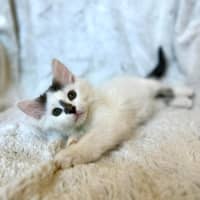 Photo of Emma (Baby Spice)   In Foster In Templestowe