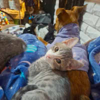 Photo of Fur