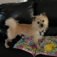 Photo of Henry   5 Year Old Pomeranian X Maltese