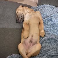 Photo of Tango