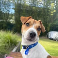 Photo of Dale   18 Month Old Jack Russell 