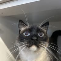 Photo of Sarge