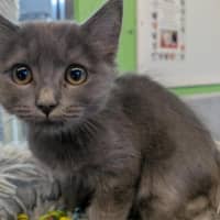 Photo of Gracie The Goblin