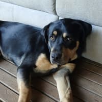 Photo of Jax 