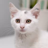 Photo of Frosty