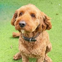 Photo of Rusty
