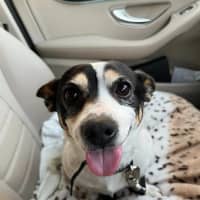 Photo of Oreo