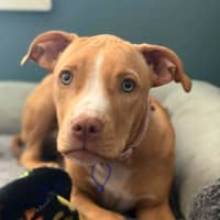 Photo of Susie   5 Month Old Staffy X