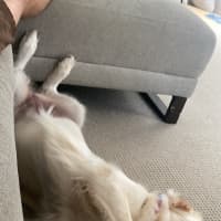 Photo of Penny