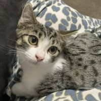 Photo of Socks 