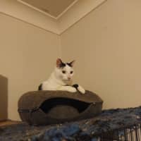 Photo of C 1 And Panda