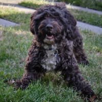 Photo of Bertie Kumara