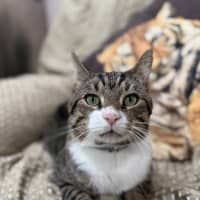 Photo of Wolf (8876)