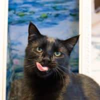 Photo of Miles Davis