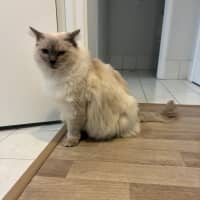 Photo of Chilli