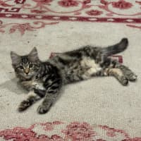 Photo of Stormy & Kiko