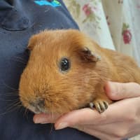 Photo of Long John Silver