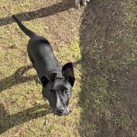 Photo of Spot
