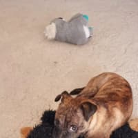 Photo of Diego   3 Month Old Staffy X Pug (Trial