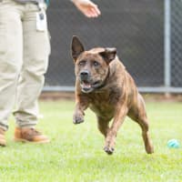 Photo of Rusty