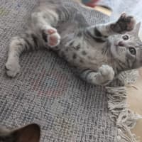 Photo of Ash Wednesday 🩶