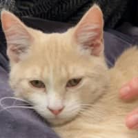 Photo of Creamy Alfredo