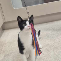 Photo of Bromley (9081)