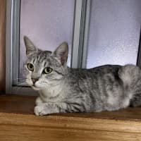 Photo of Nina   Available Pet Quarters Thornton 